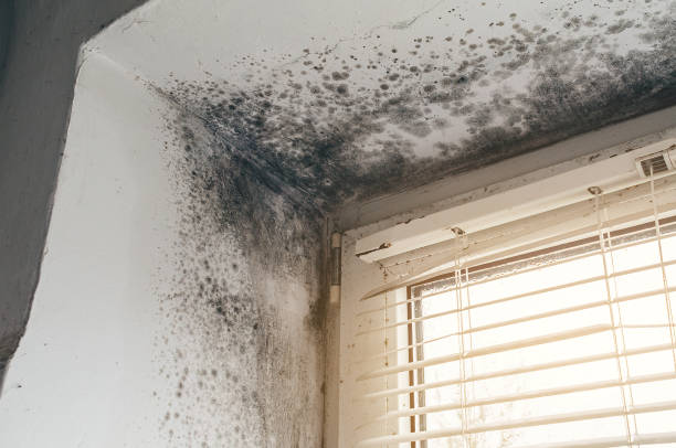 Affordable Basement Mold Removal solutions in Newton, IL